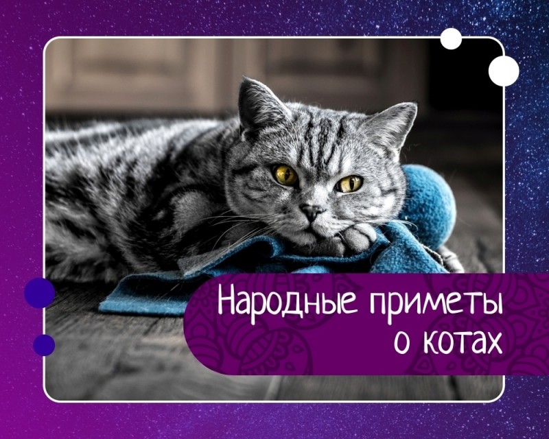 Народные приметы о котах Народные приметы о котах