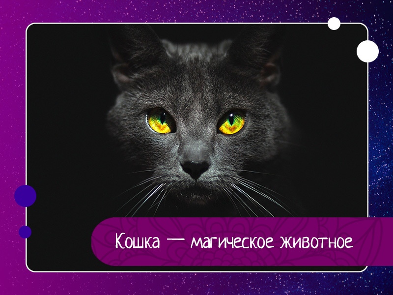 Кошка — одно из самых магических животных на земле. Кошка — одно из самых магических животных на земле.