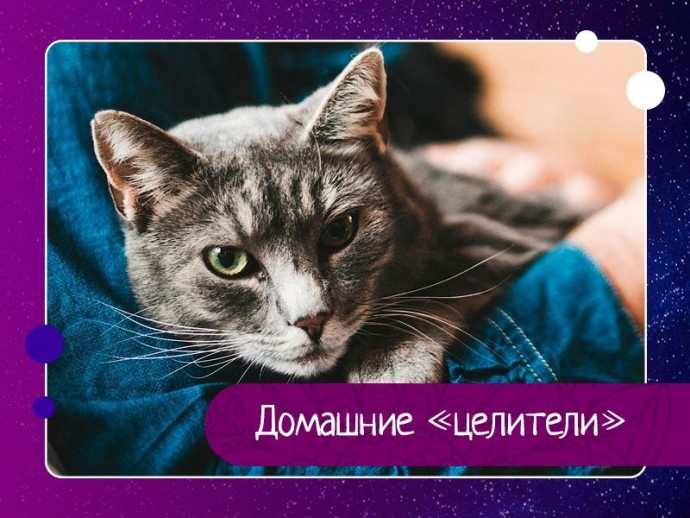 Домашние целители Домашние целители