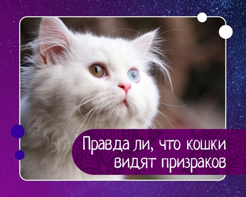 Правда ли, что кошки видят призраков Правда ли, что кошки видят призраков