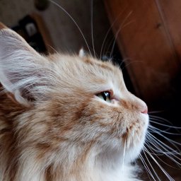 Царь, просто царь.